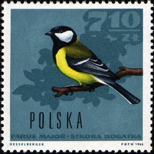 great-tit-(parus-major)