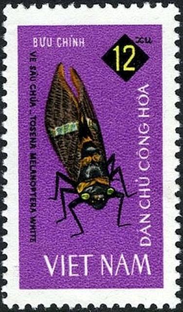 big-cicada-(tosena-melanoptera)