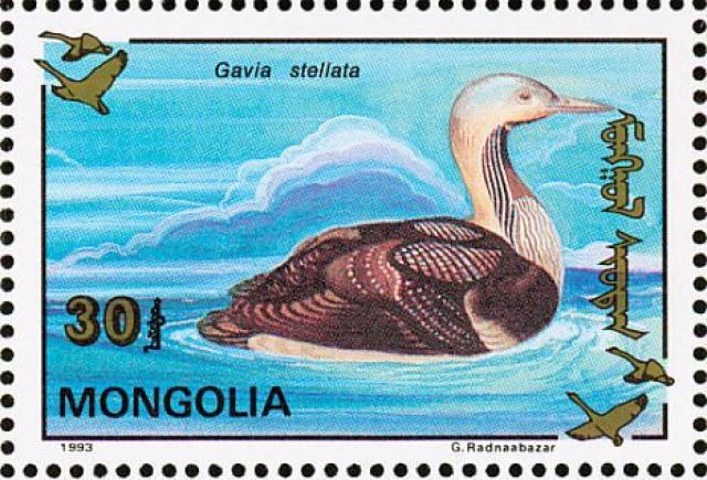 pacific-loon-(gavia-pacifica)